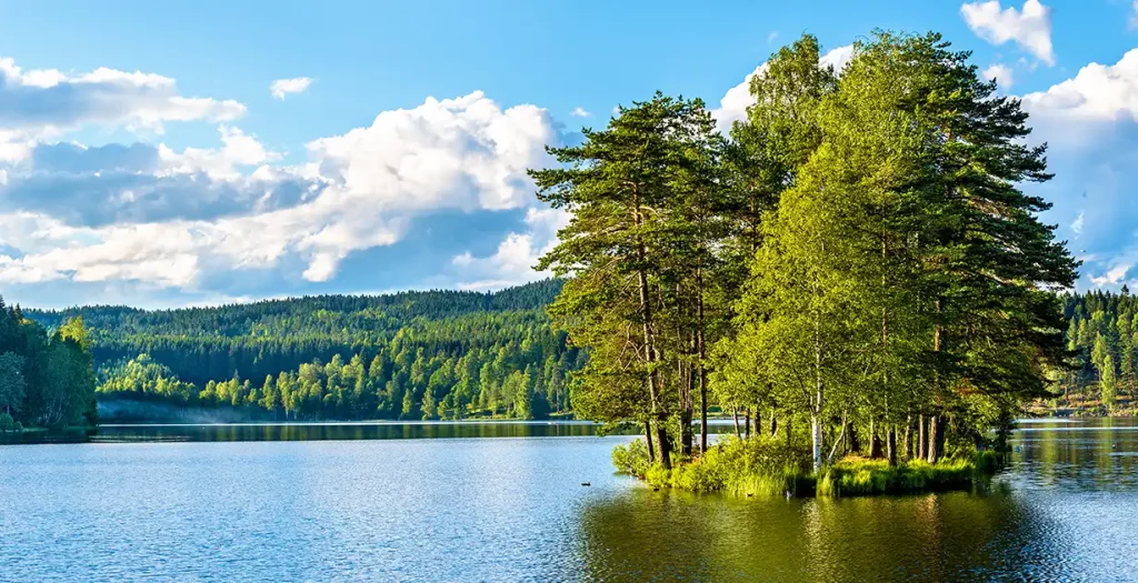 Trees in the lake of Sognsvann